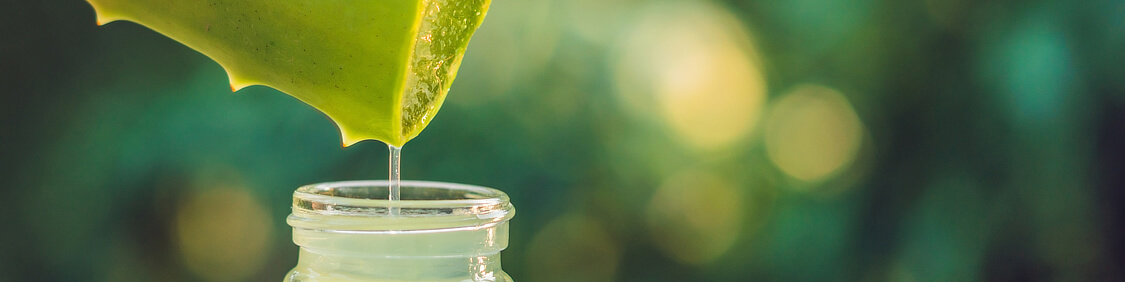 Aloe Vera als natürliche Zutat für die Naturkosmetik Aloe Vera als natürliche Zutat für die Naturkosmetik